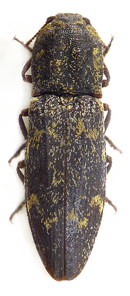 Danosoma fasciatum