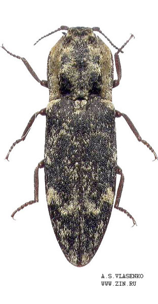 Danosoma fasciatum