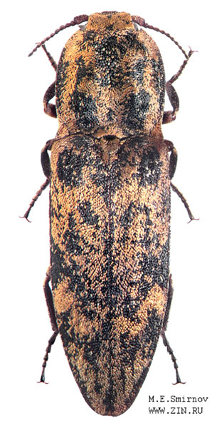 Danosoma fasciatum