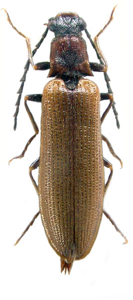 Denticollis acuticornis