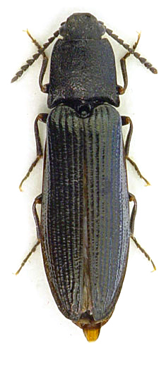 Denticollis borealis