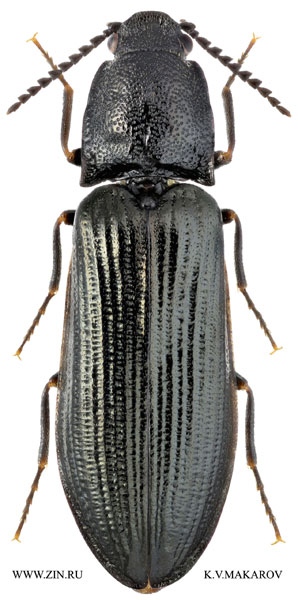 Denticollis borealis