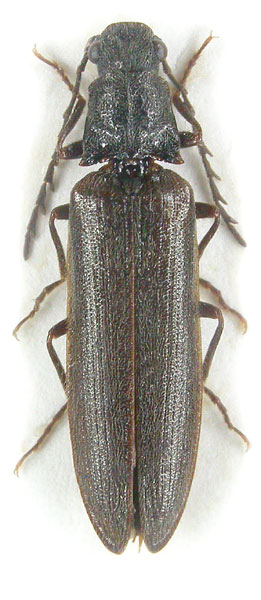 Denticollis cinctus