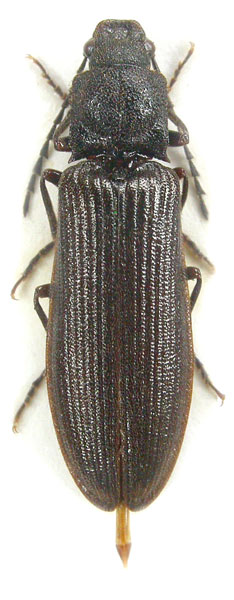 Denticollis cinctus