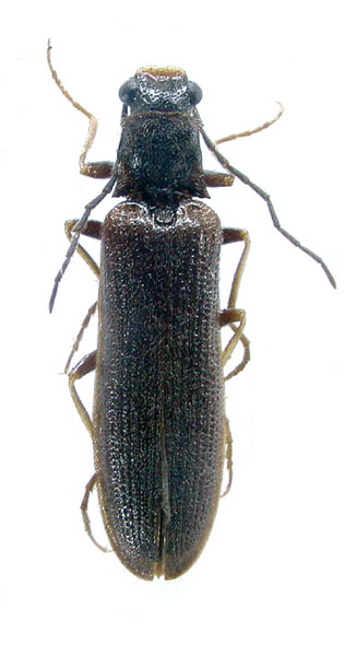 Denticollis dilutiangulus