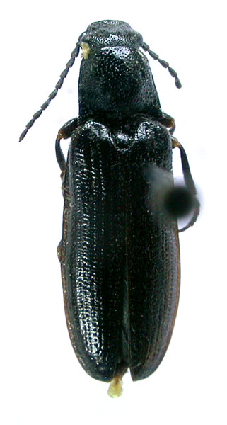 Denticollis erebus