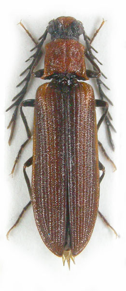 Denticollis flabellatus