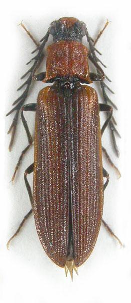 Denticollis flabellatus