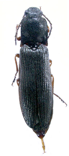 Denticollis flavipes