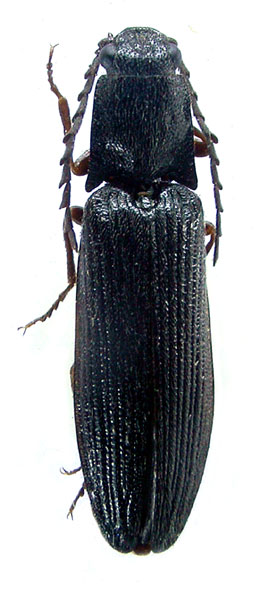 Denticollis flavipes