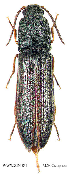 Denticollis flavipes