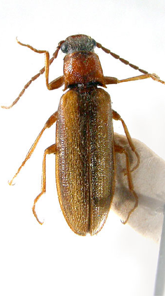 Denticollis formosus