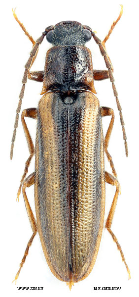 Denticollis formosus