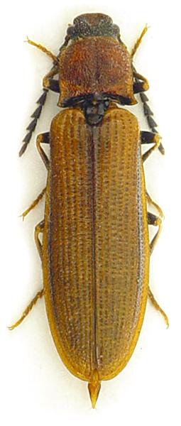Denticollis interpositus