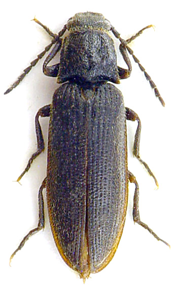 Denticollis jacobsoni