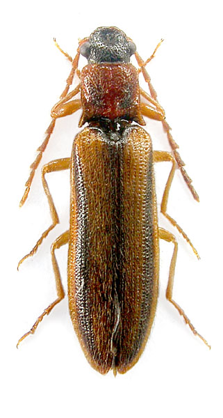 Denticollis parallelicollis