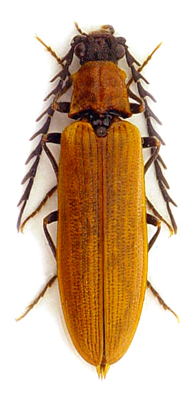 Denticollis rubens