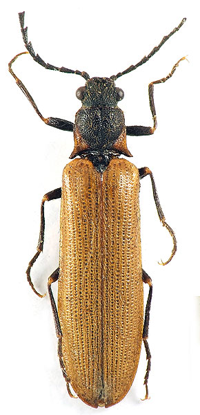 Denticollis suzannae