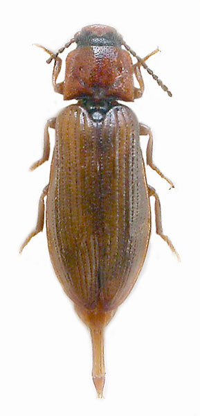 Denticollis varians