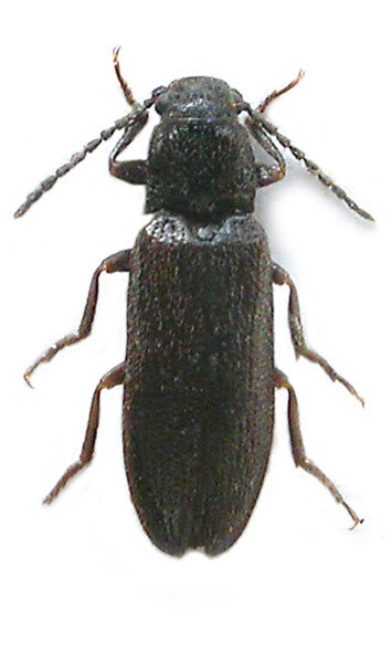 Denticollis varians