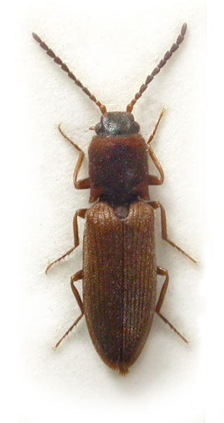 Denticolloides fulvus