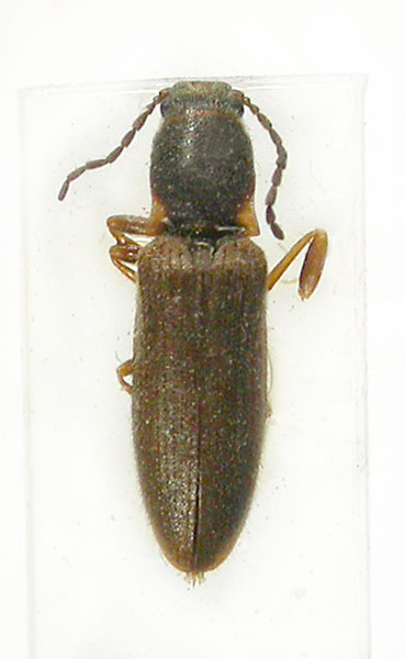 Denticolloides oblongicollis