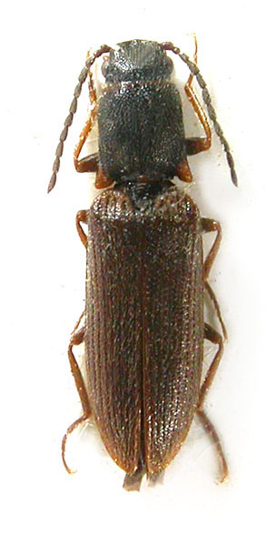 Denticolloides oblongicollis