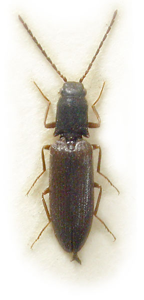 Denticolloides paradoxus