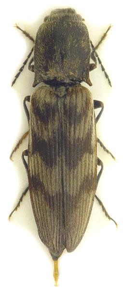 Diacanthous undulatus