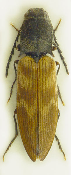 Diacanthous undulatus