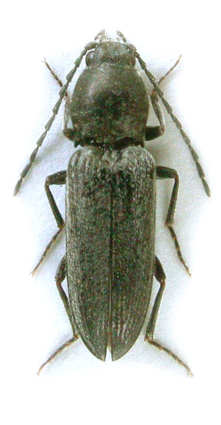 Dicronychus aenescens