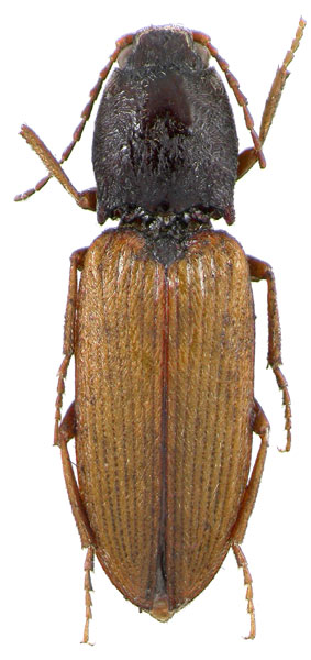 Dicronychus berrai