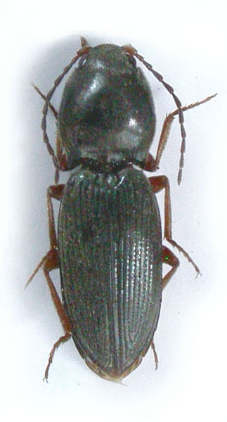 Dicronychus bozdagensis