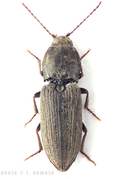 Dicronychus brullei