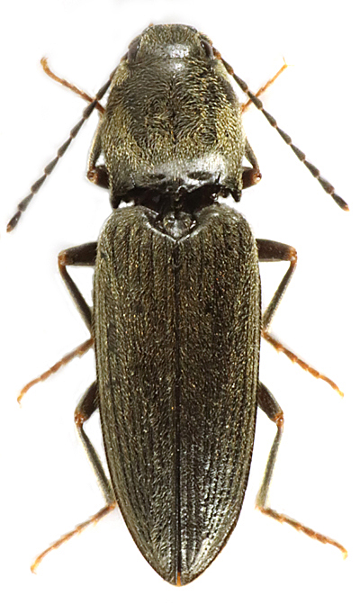 Dicronychus cinereus