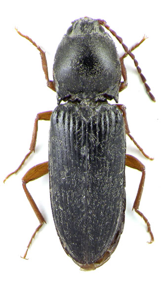 Dicronychus diluvii