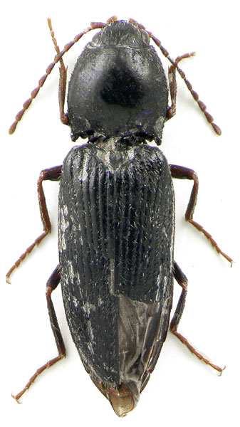 Dicronychus fabiani