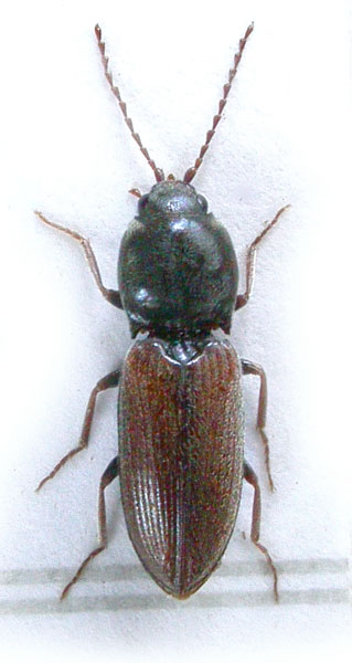 Dicronychus gillerforsi