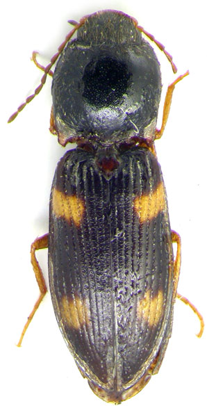 Dicronychus gurjevae