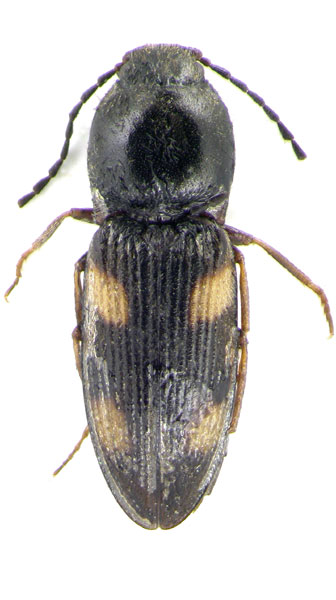 Dicronychus gurjevae