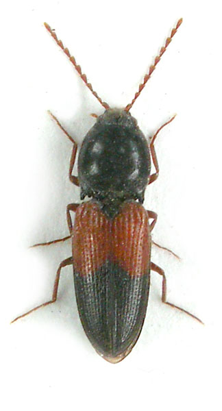 Dicronychus haematosomus