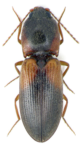 Dicronychus ilniczkyi