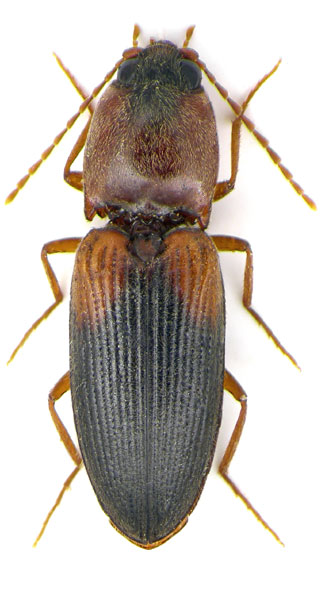 Dicronychus ilniczkyi