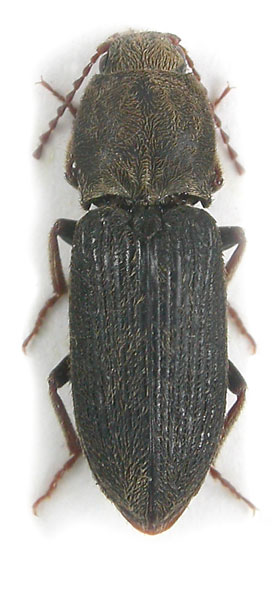 Dicronychus incanus