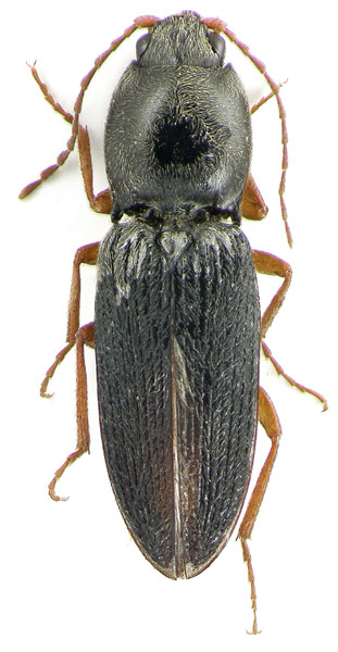 Dicronychus intermedius