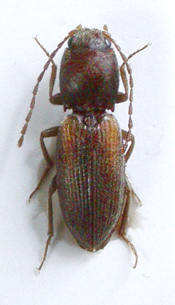 Dicronychus involucer