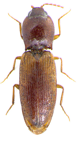 Dicronychus karolyvigi