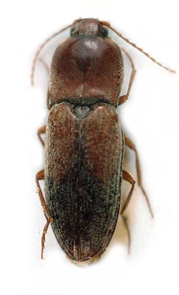 Dicronychus larseni