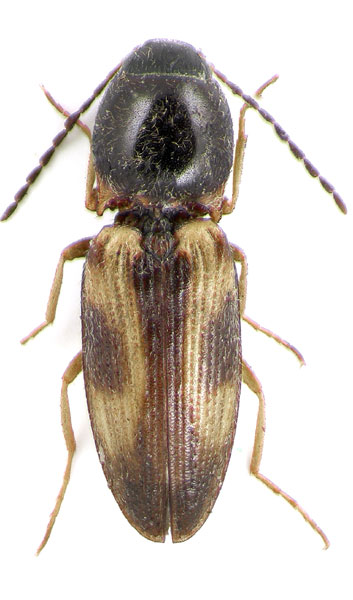 Dicronychus marginalis