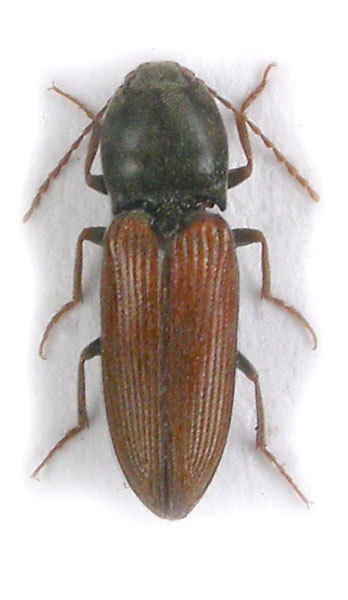 Dicronychus merkli